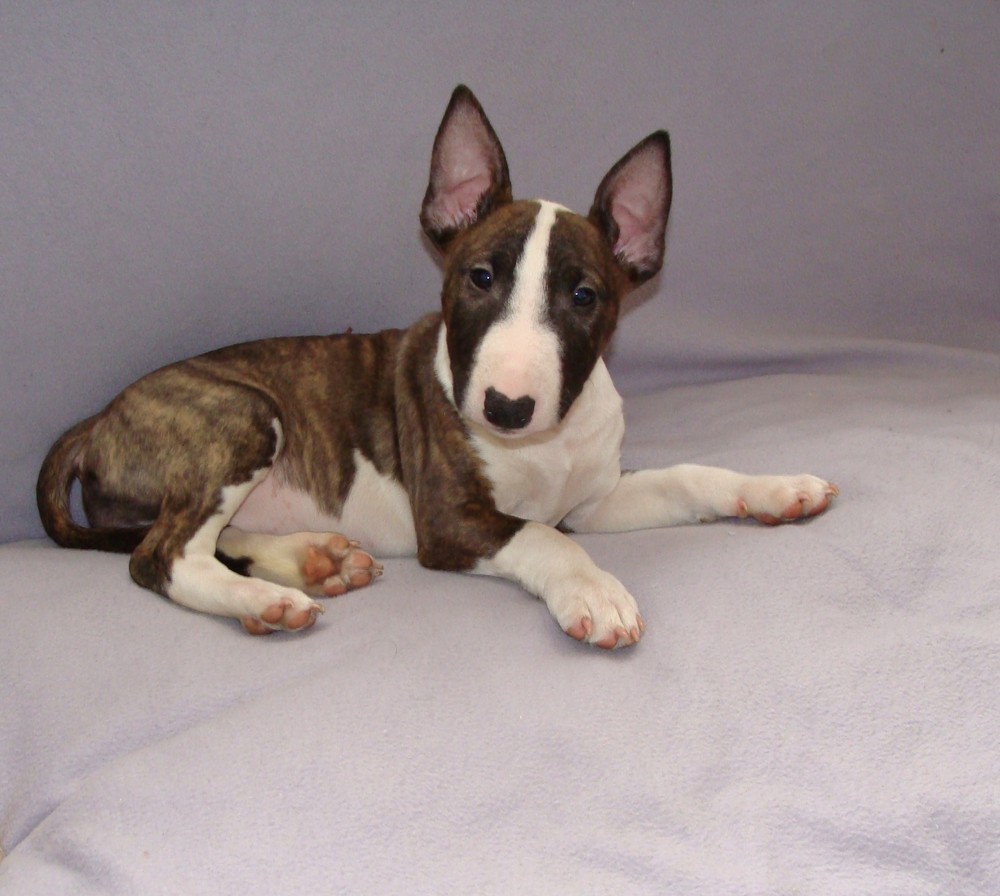 Miniatur Bullterrier Aimee