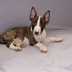 Miniatur Bullterrier Aimee