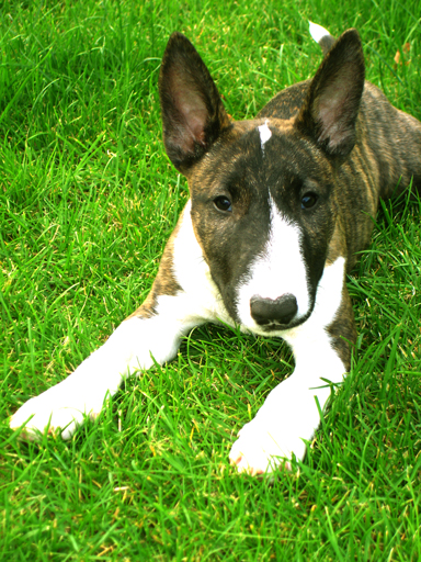 Miniatur Bullterrier