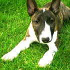 Miniatur Bullterrier