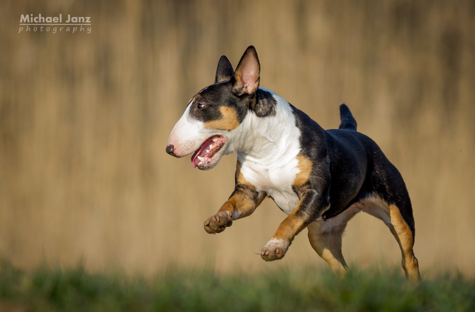 Miniatur Bullterrier Schmidpeter´s Candy