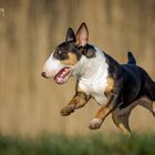 Miniatur Bullterrier Schmidpeter´s Candy