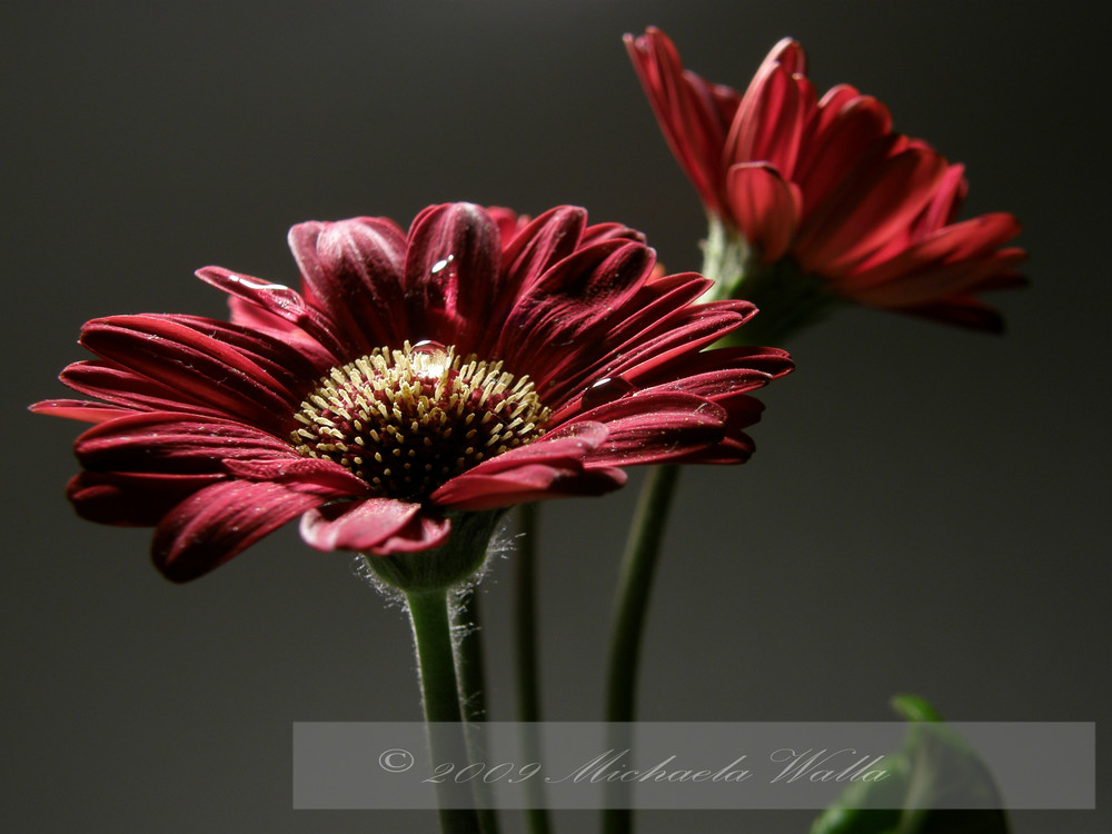 Miniatur Gerbera