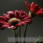 Miniatur Gerbera