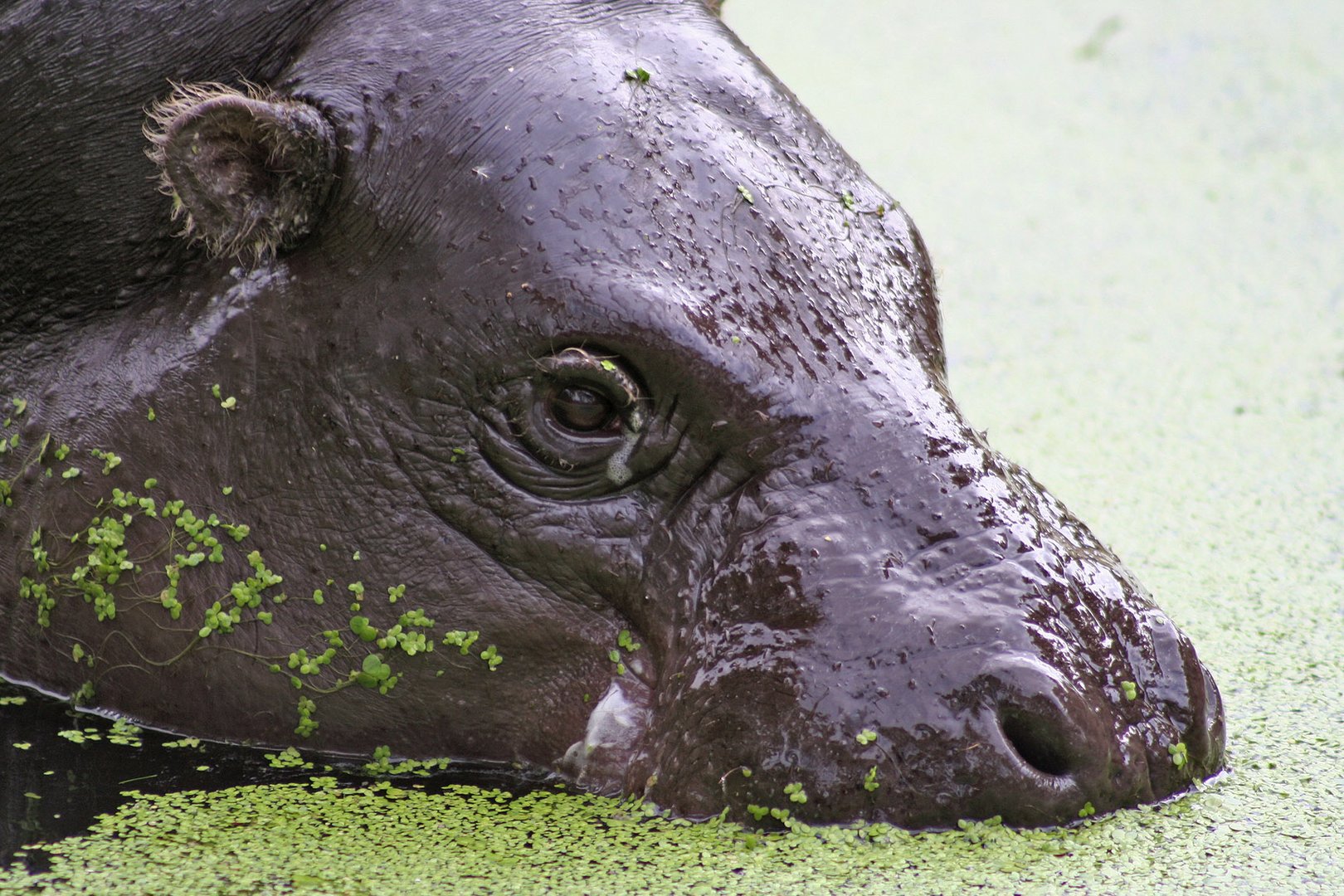 Miniatur-Hippo beim auftauchen