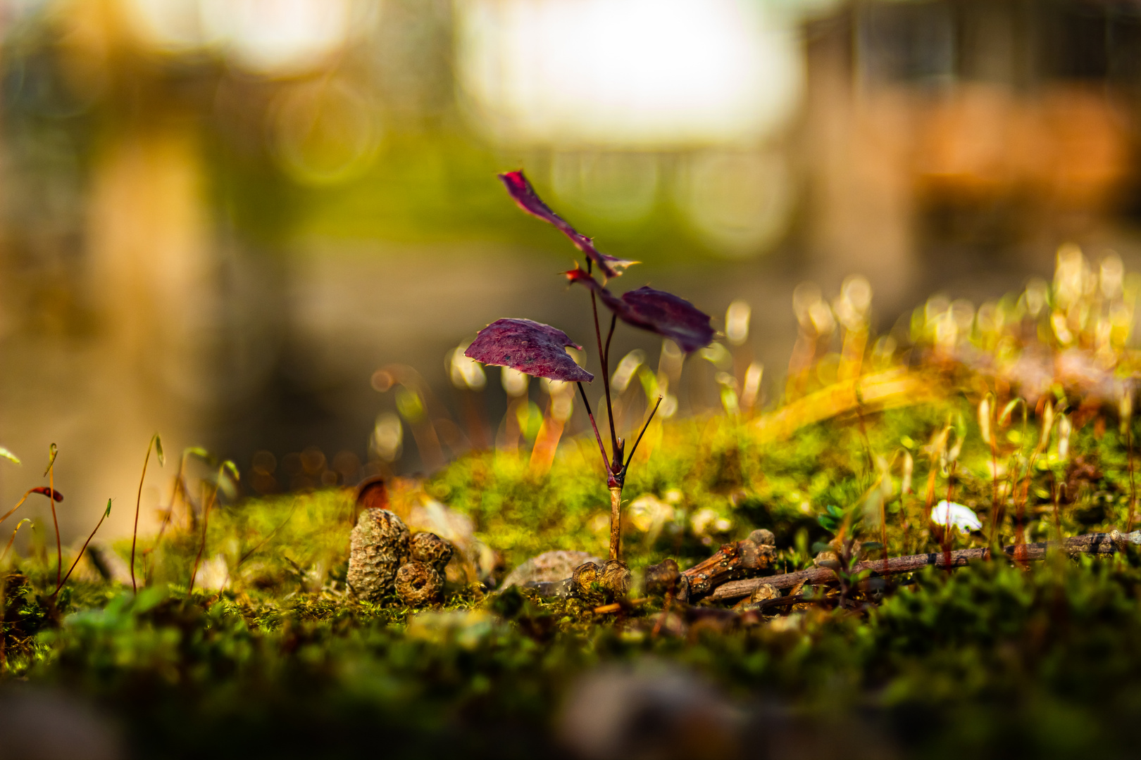 Miniatur Landschaft 