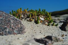 Miniatur-Natur