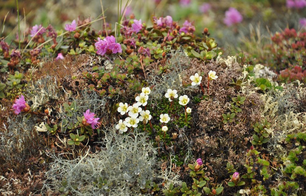 Miniatur- Rhododendron 