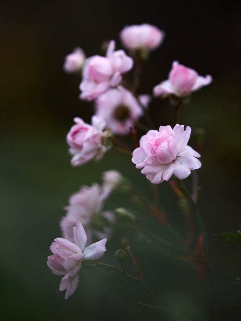 Miniatur rosa Röschen