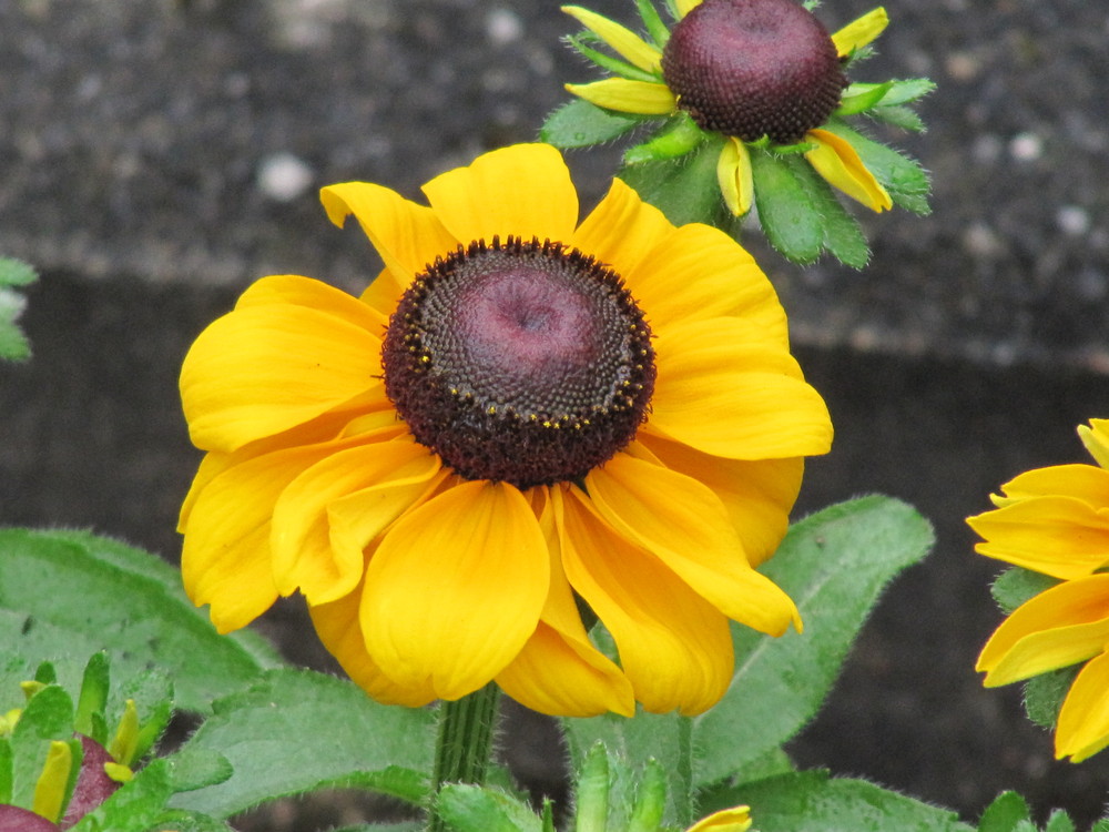 Miniatur Sonnenblume