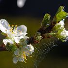 Miniaturbauwerk an der Zwetschge