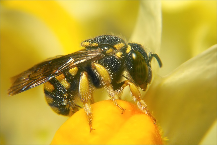 Miniaturbiene Anthidium strigatum