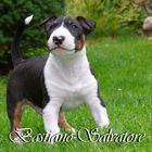 Miniaturbullterrier Willi