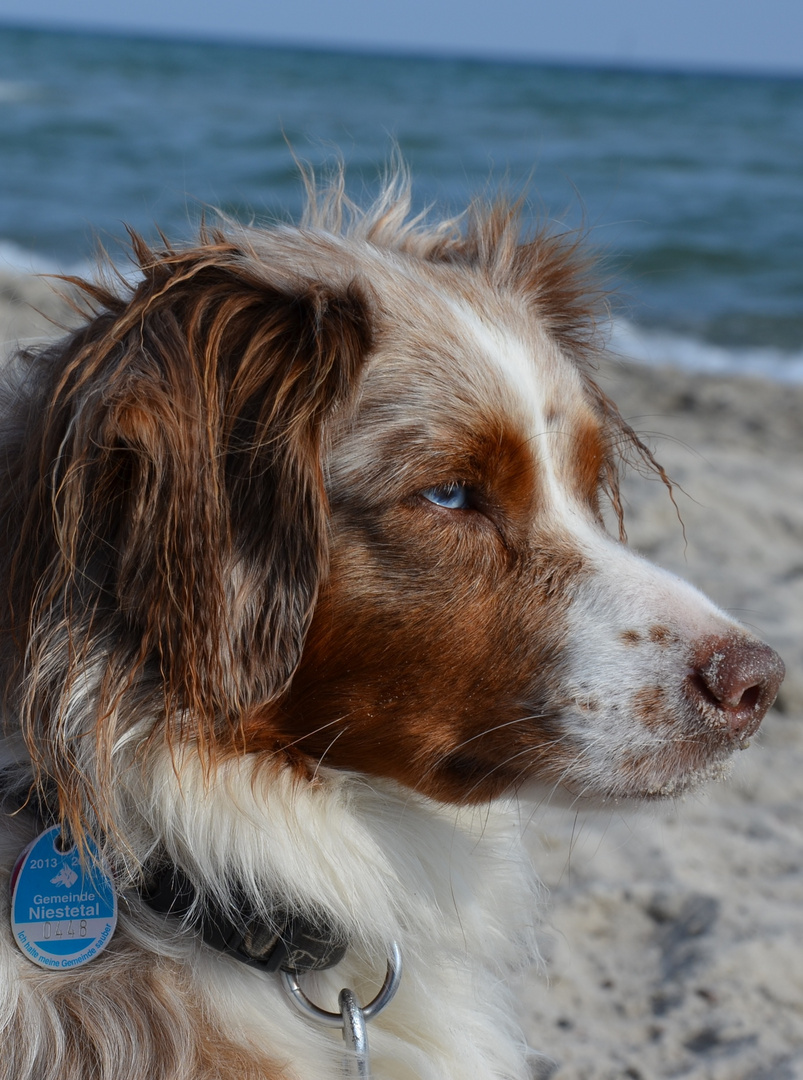 Miniature Australian Shepherd