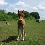 Miniature foal pony