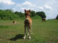 Miniature foal pony de Irbenika 