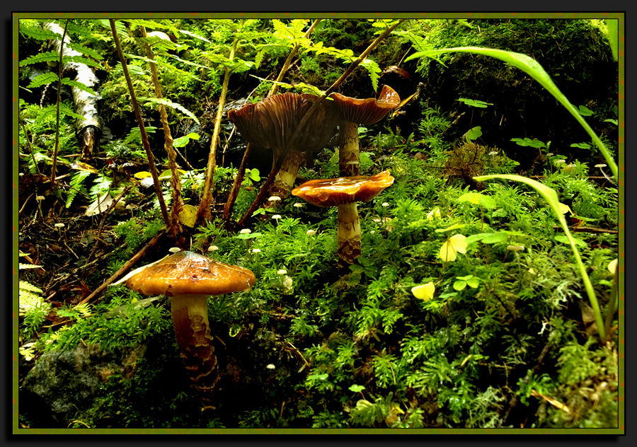 Miniature Forest