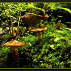 Miniature Forest