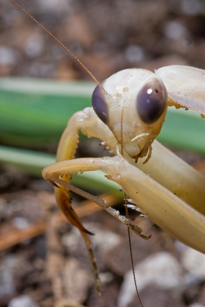 Miniature Mantid Monster