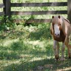 Miniature pony