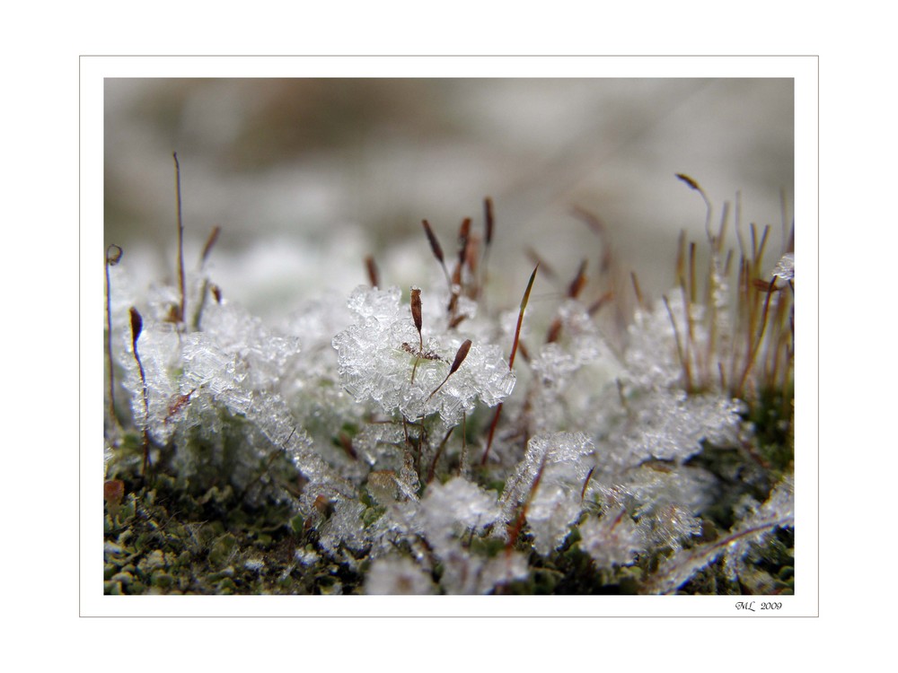 Miniatur~Eiswelten I