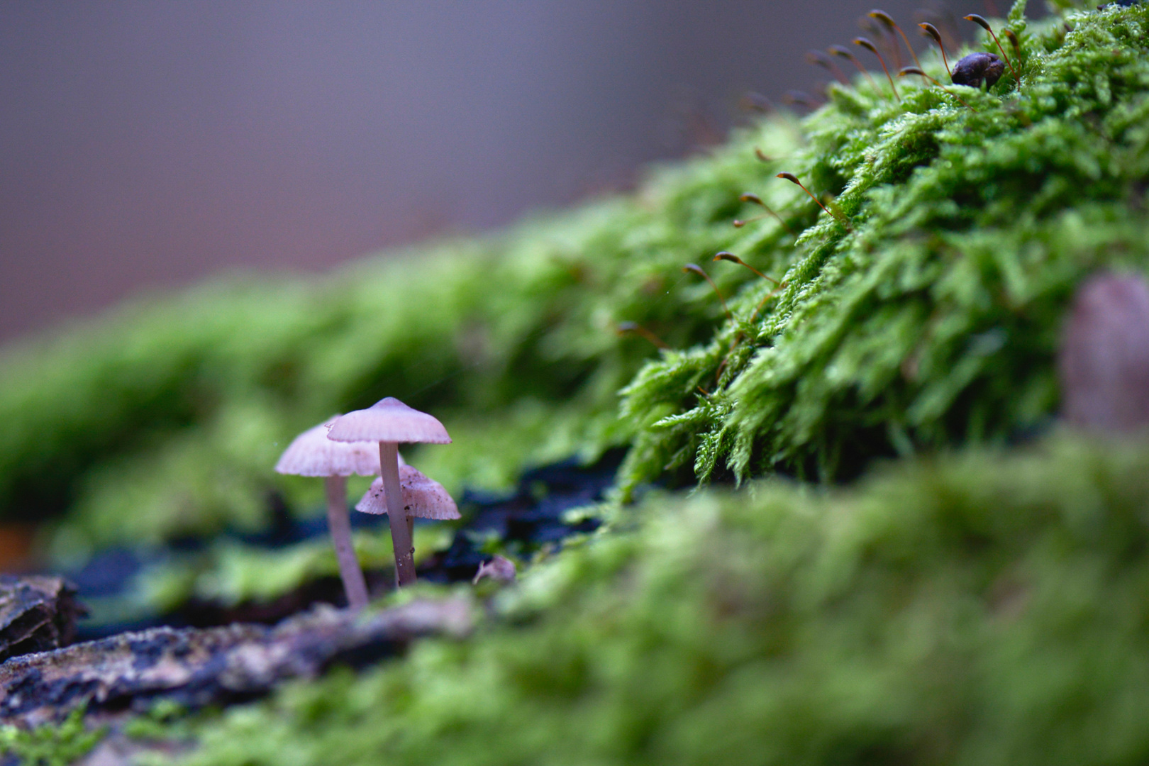 Miniaturlandschaft