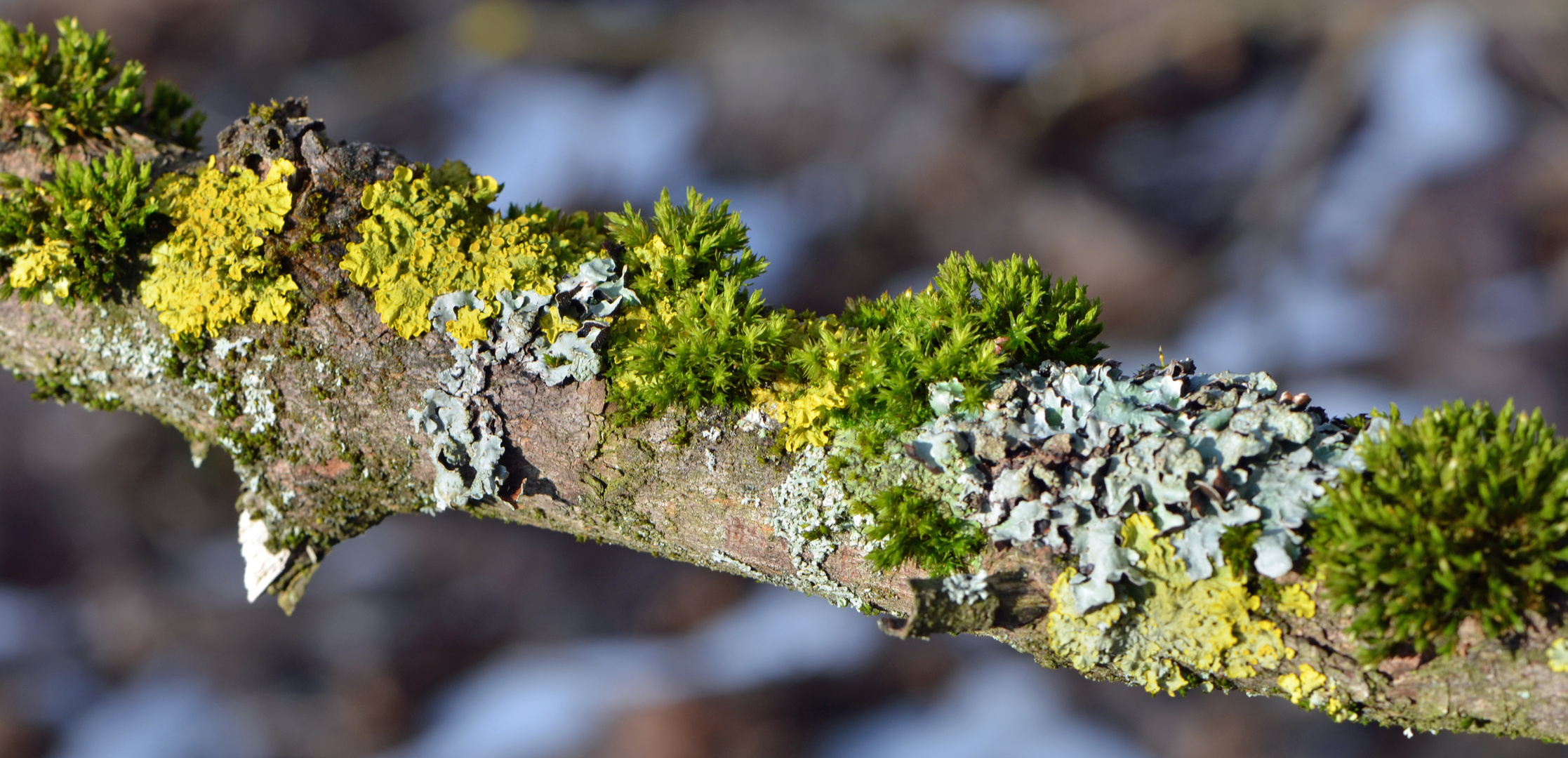 Miniaturlandschaft