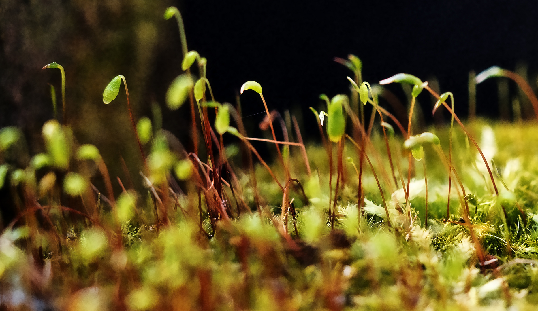 Miniaturlandschaft .