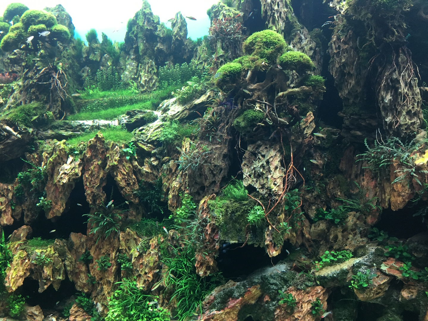 Miniaturlandschaft im Aquarium 