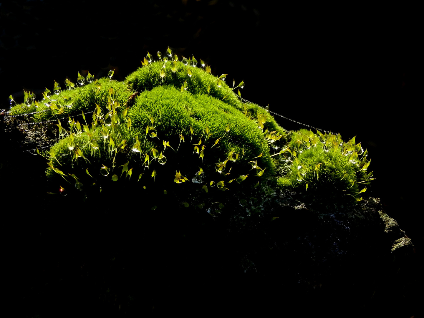 Miniaturwelt auf einem alten Zaunpfahl