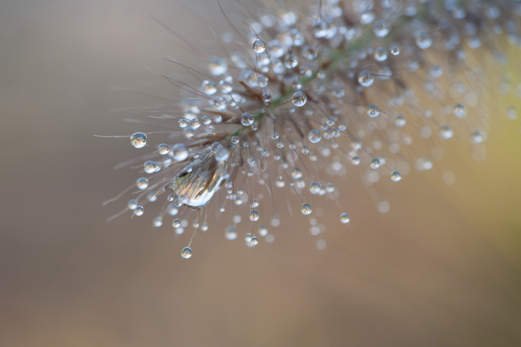 Miniaturwelt in Wasserperlen