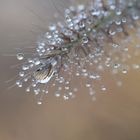 Miniaturwelt in Wasserperlen