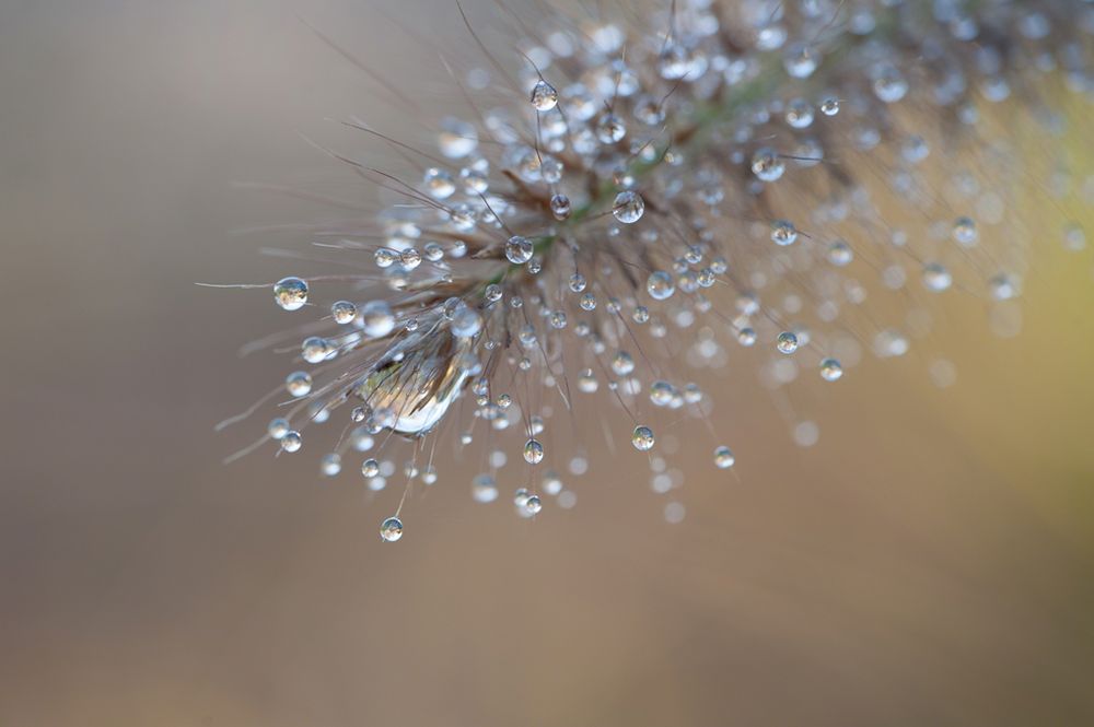 Miniaturwelt in Wasserperlen