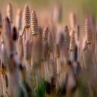 Miniaturwelt (Zinnkraut) Equisetum arvense