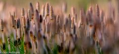 Miniaturwelt (Zinnkraut) Equisetum arvense