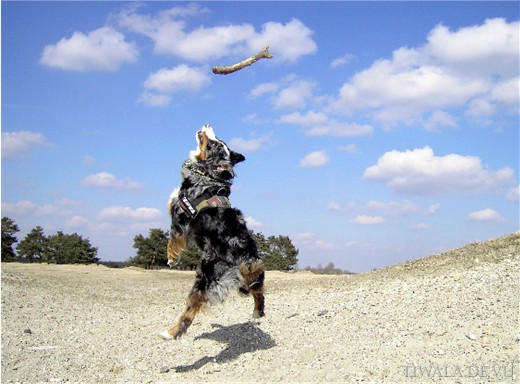 Miniaussie im Anflug