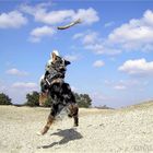 Miniaussie im Anflug