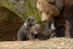 Minibärenpower hoch drei im Nationalpark