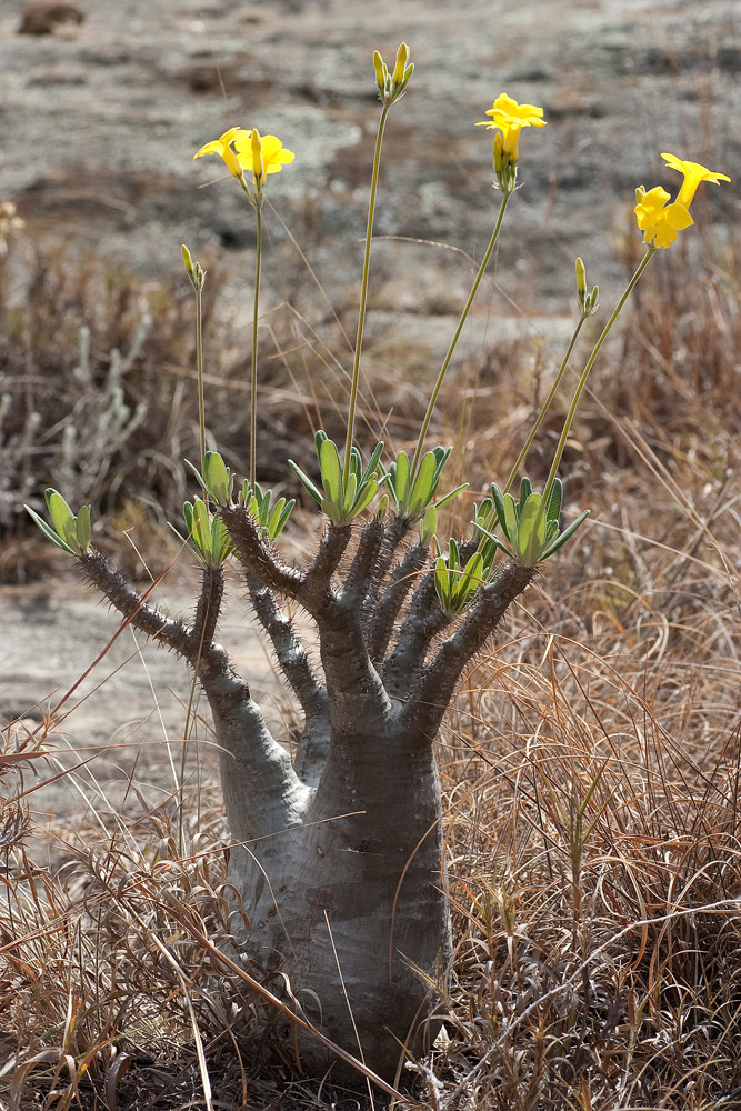 *MiniBaobab*