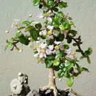 Minibaum