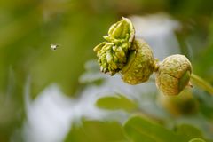 Minibaum am Baum