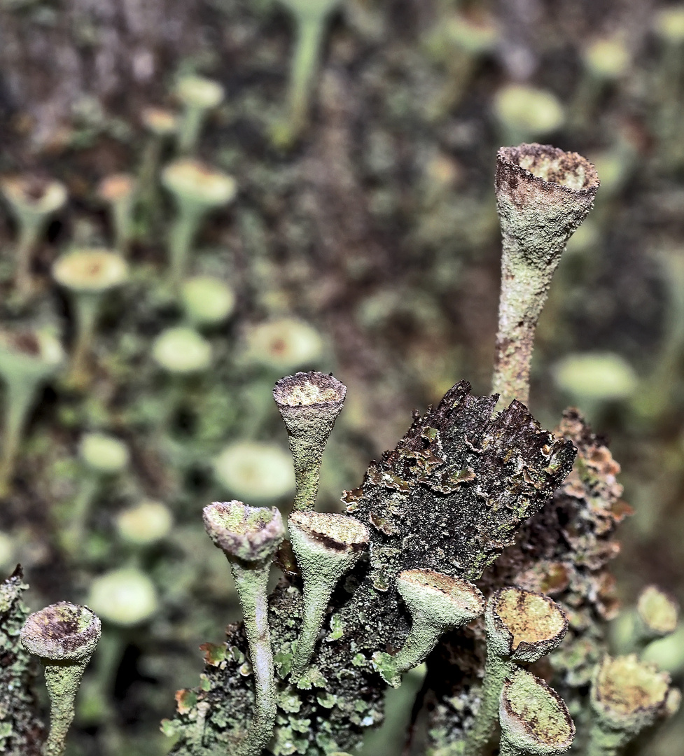 Minibecher für durstige Waldbewohner! - Becherflechten (Cladonia).