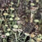 Minibecher für durstige Waldbewohner! - Becherflechten (Cladonia).