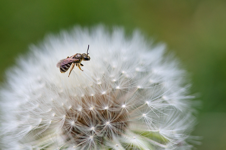 Minibienchen