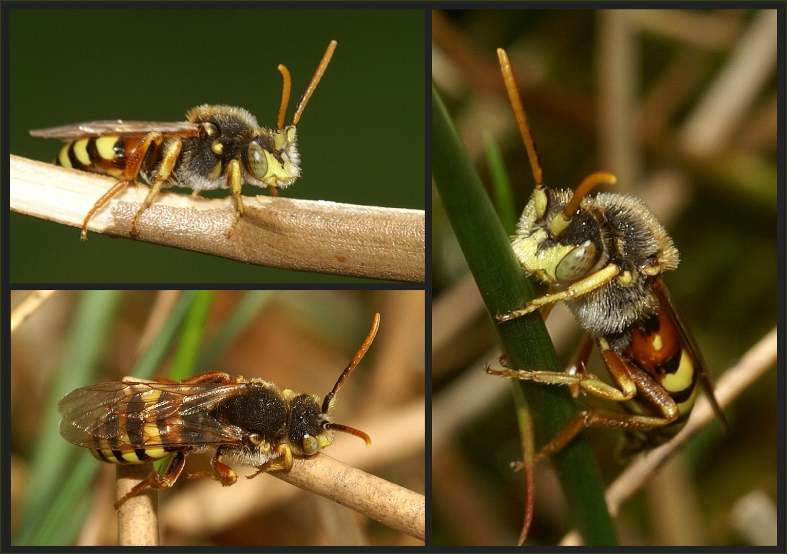 Minibienen-Alarm