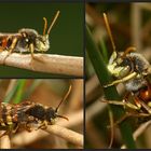 Minibienen-Alarm