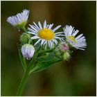 Miniblümchen am Rheindamm mit Regentropfen