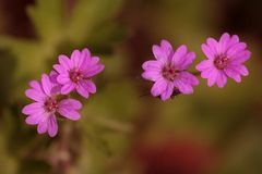 Miniblümchen am Wegesrand