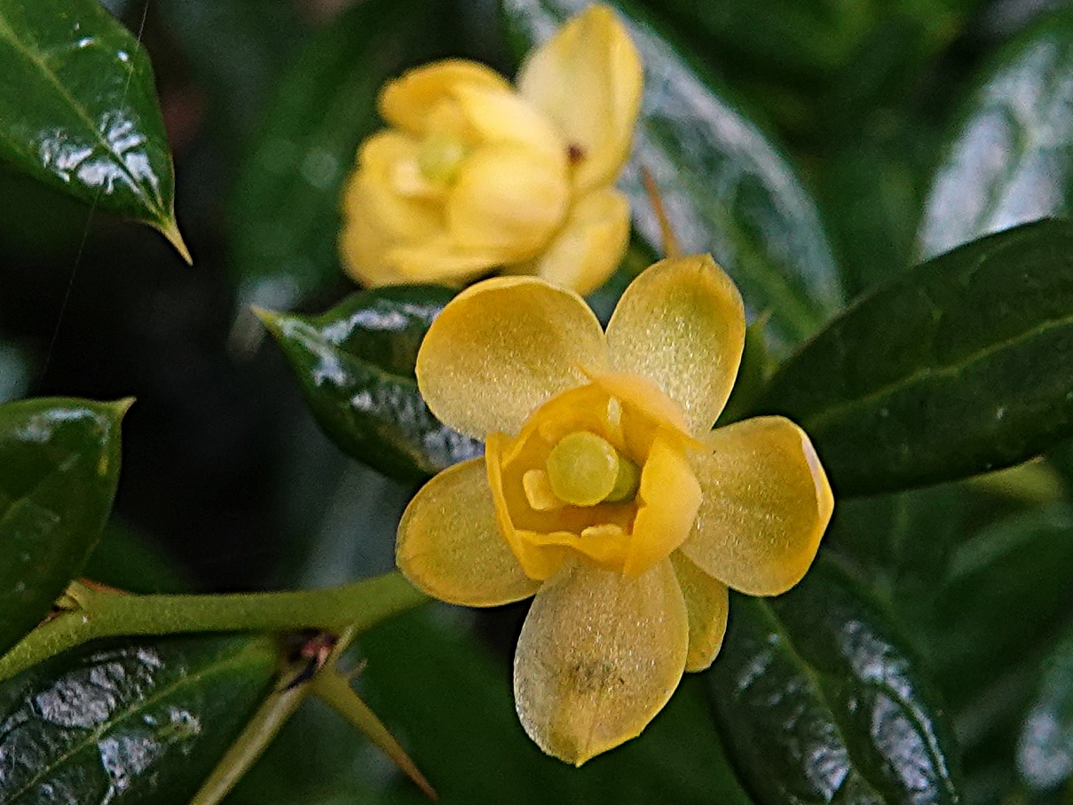 Miniblüte der Berberitze