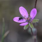 Miniblüte mit Minifliege